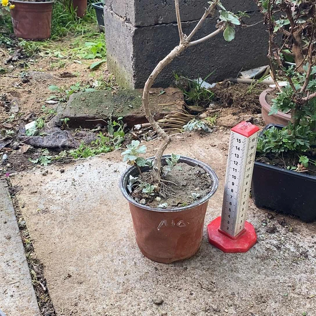 悟***完全开放盆景菊花