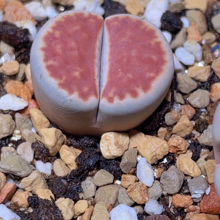 ╰***╮48998958586555555555555