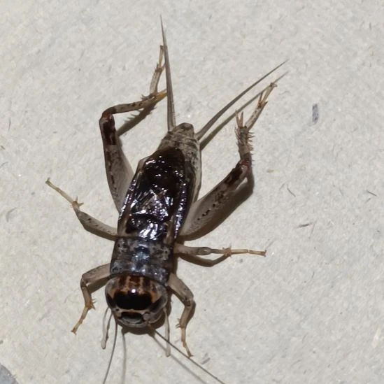 蛐坤园份房蟋蟀蛐