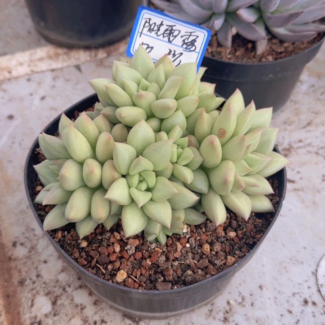 阳**露阳光雨露黄金象牙凡艺多肉