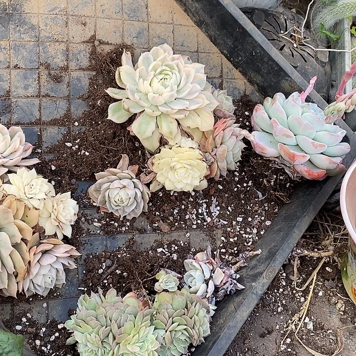 三头老桩昂斯诺锦