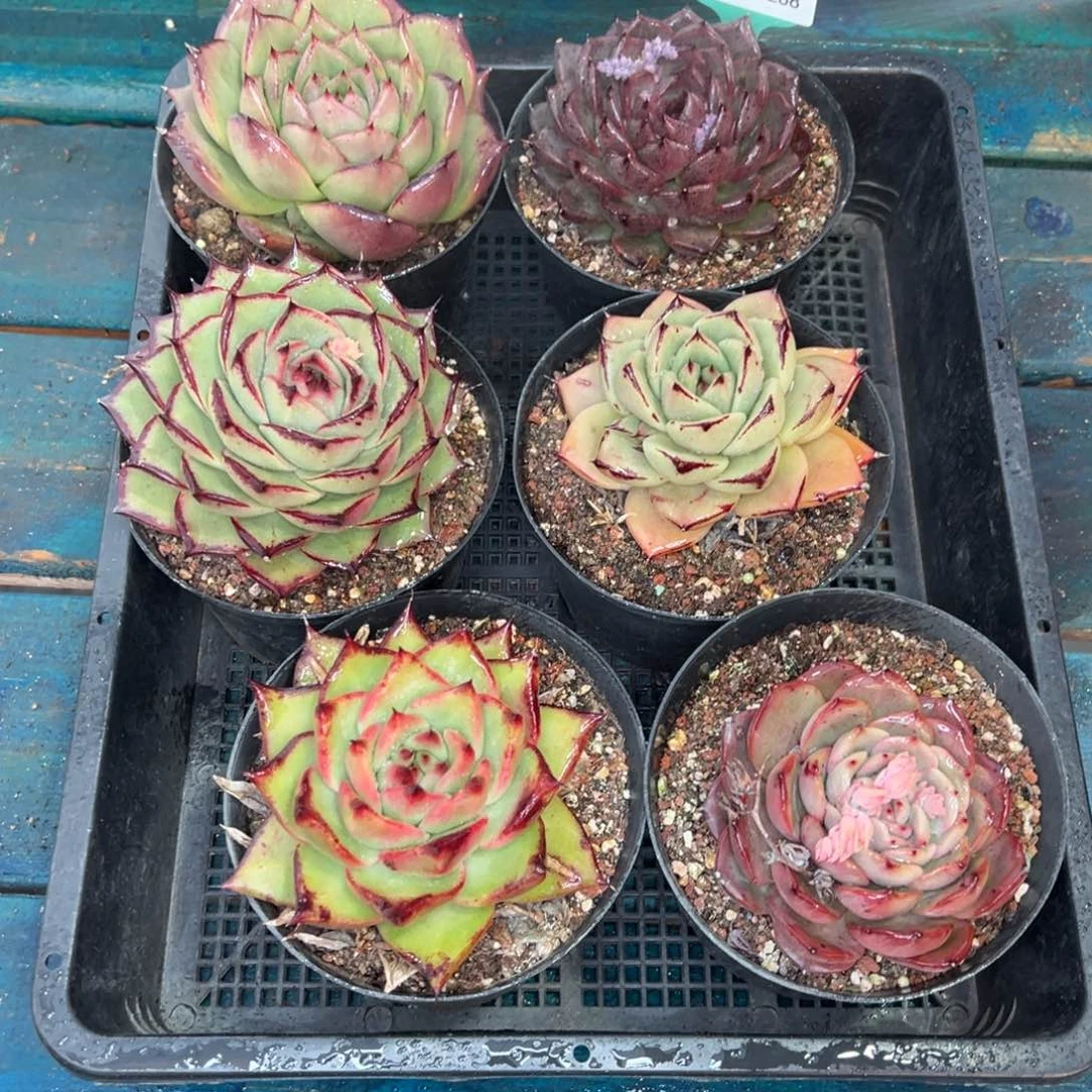 从前慢多肉精选编号0119.268