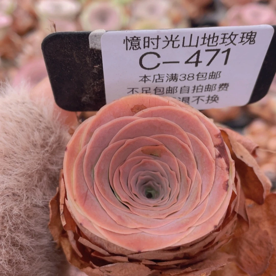 山地玫瑰微瑕特价C471裸根发货断枝不包损不售后