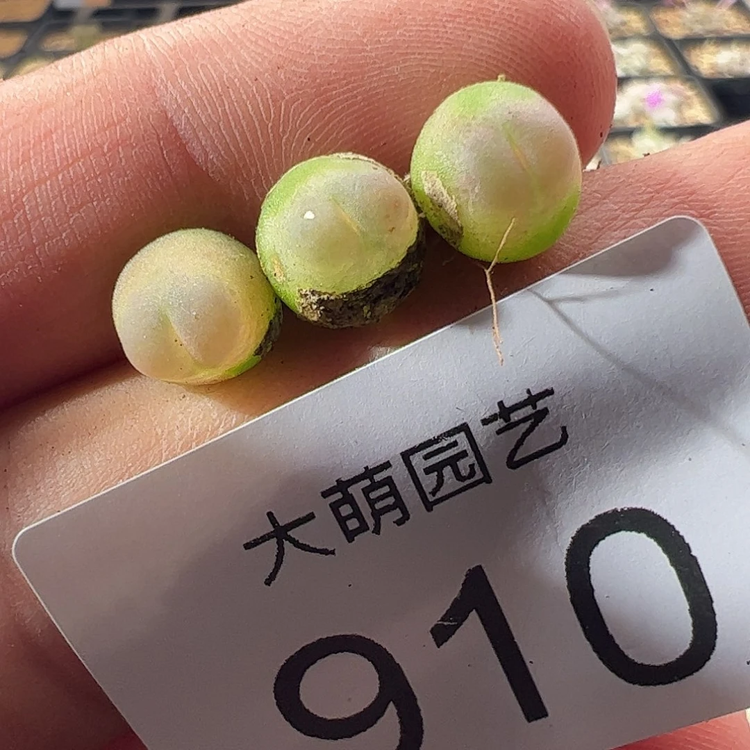 一物一拍默认微瑕910
