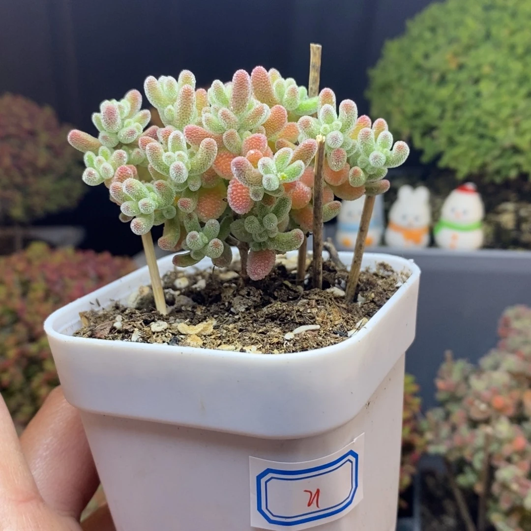 橡***掉无花朵21号优选冰晶枝干