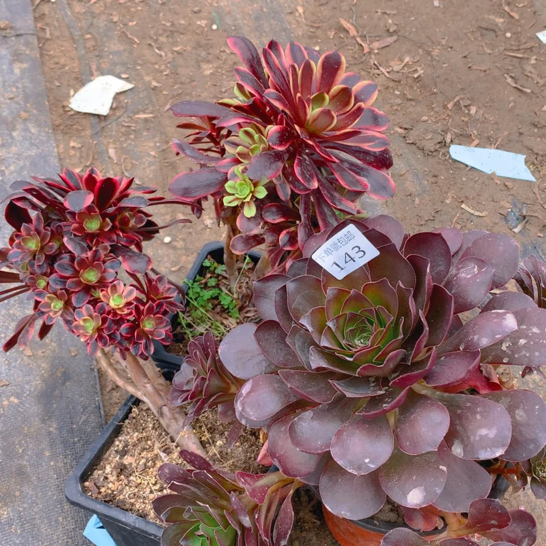 143法师组合老桩多肉