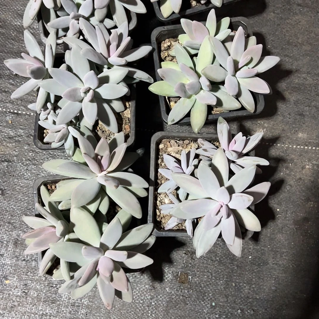 【闪购商品】企鹅大群量拍