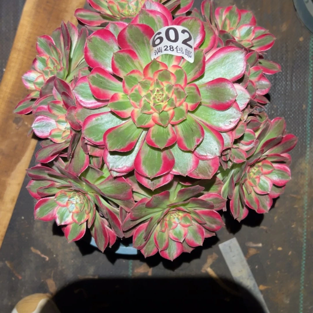 多肉植物605赤子心