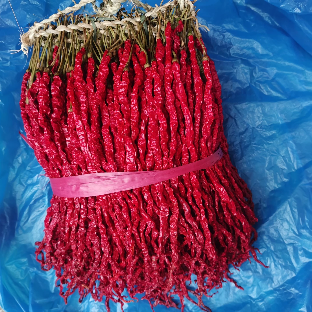 贵州毕节大方皱椒鸡爪辣种子辣椒