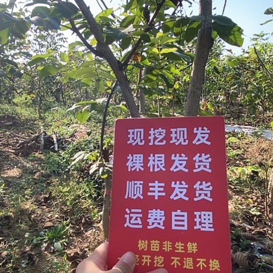 S***吊坠文玩核桃元宝小颗换大颗补差