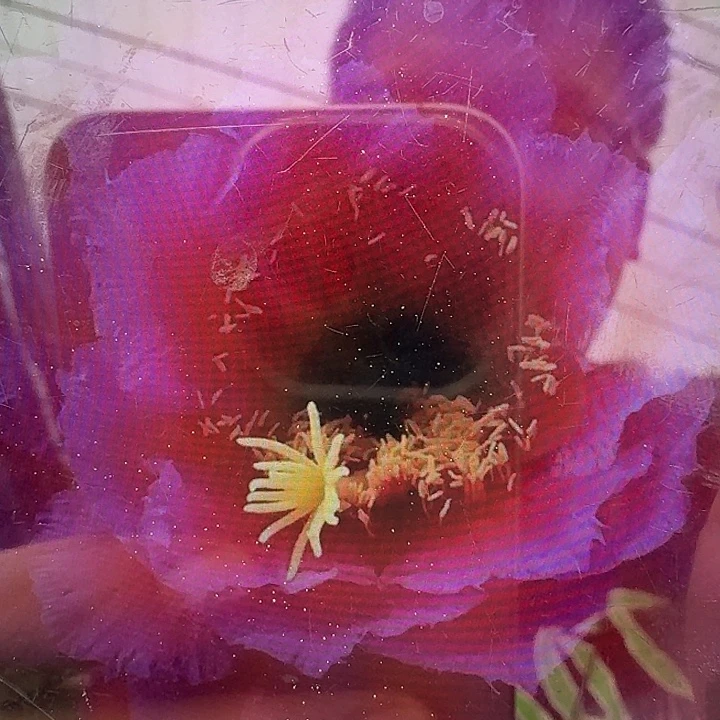 落雁带根冠服8公分毛花柱