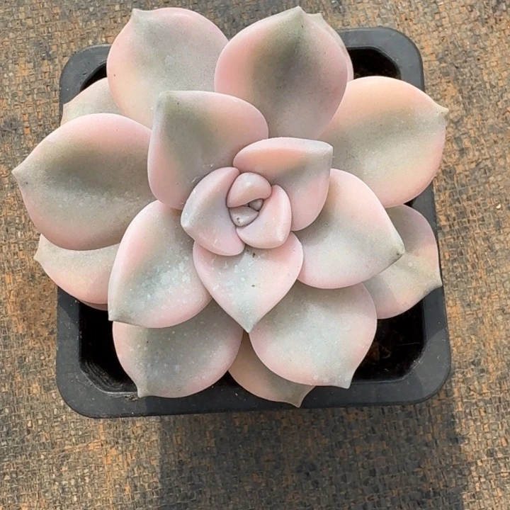 粉紫乐锦一物一拍