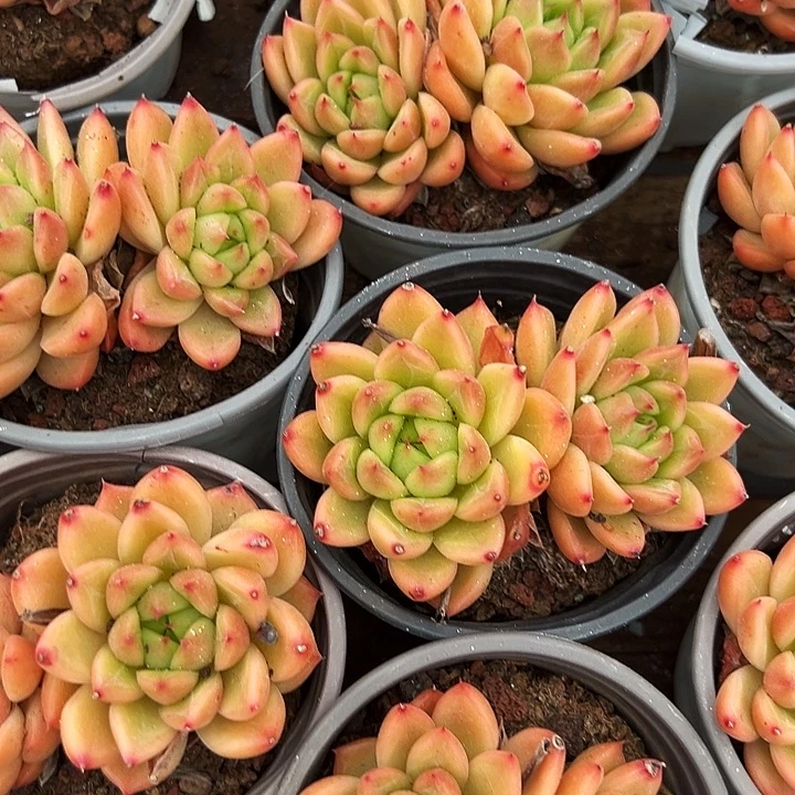 双头        星空  珍妮