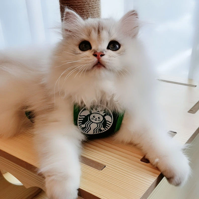 INS韩国可爱星喵克衣服狗狗肚兜围裙宠物口水巾围兜儿童儿童网红