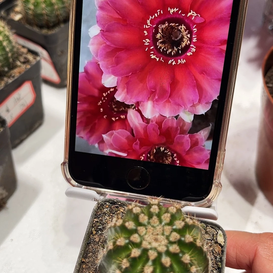 金刚11号带根3公分左右