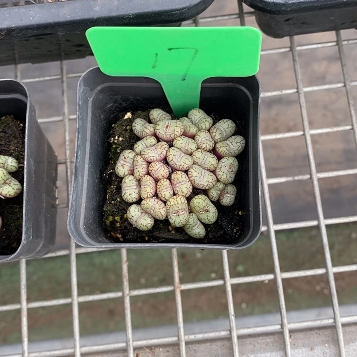 霸*伯克利和格蕾纳等著名音乐