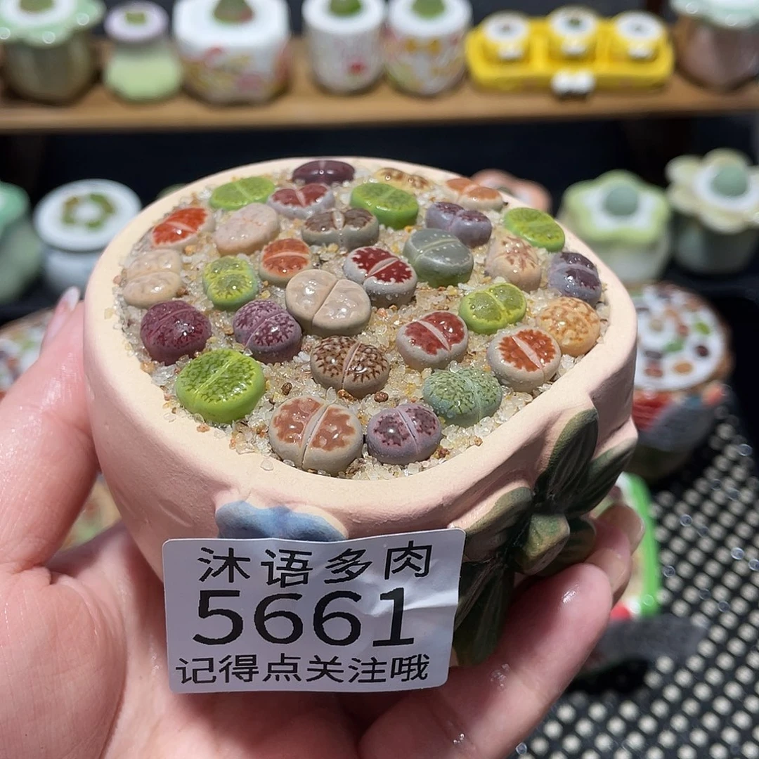 带盆土植物 一物一拍5661