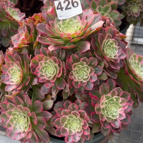 426莲花23厘米左右