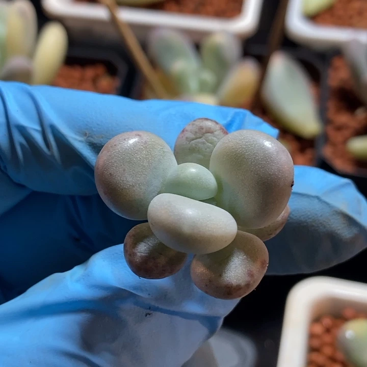 Q****y象牙奶酪多肉植物