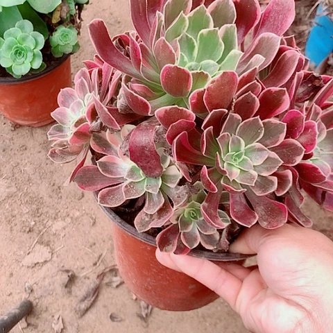 金丝雀多肉植物法师25号