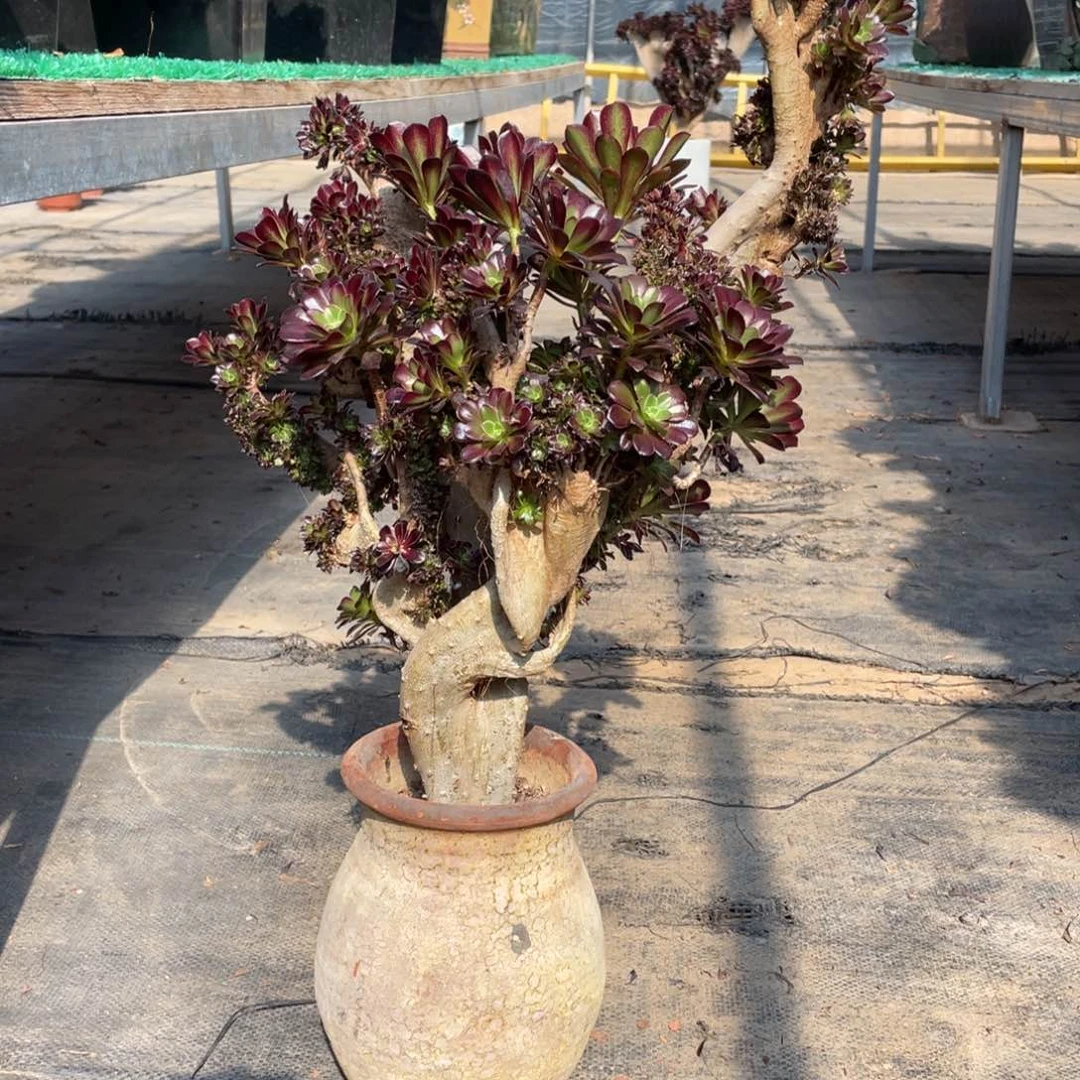 白*水黑法师缀化脱土发货
