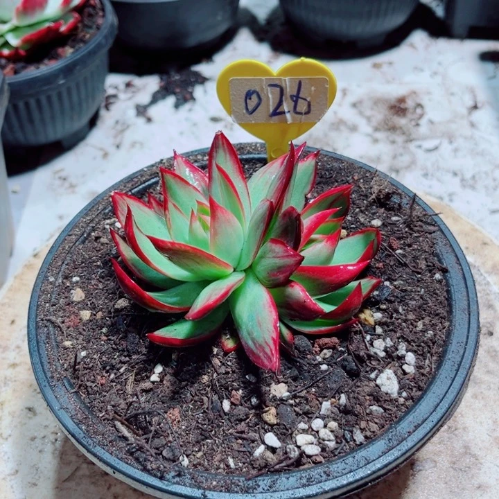 惊鸿仙子多肉植物26