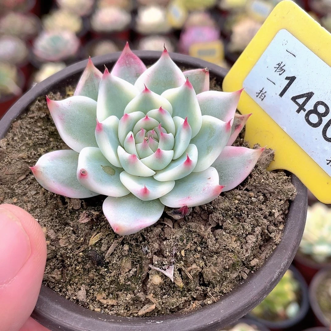 1480号多肉吉娃娃锦