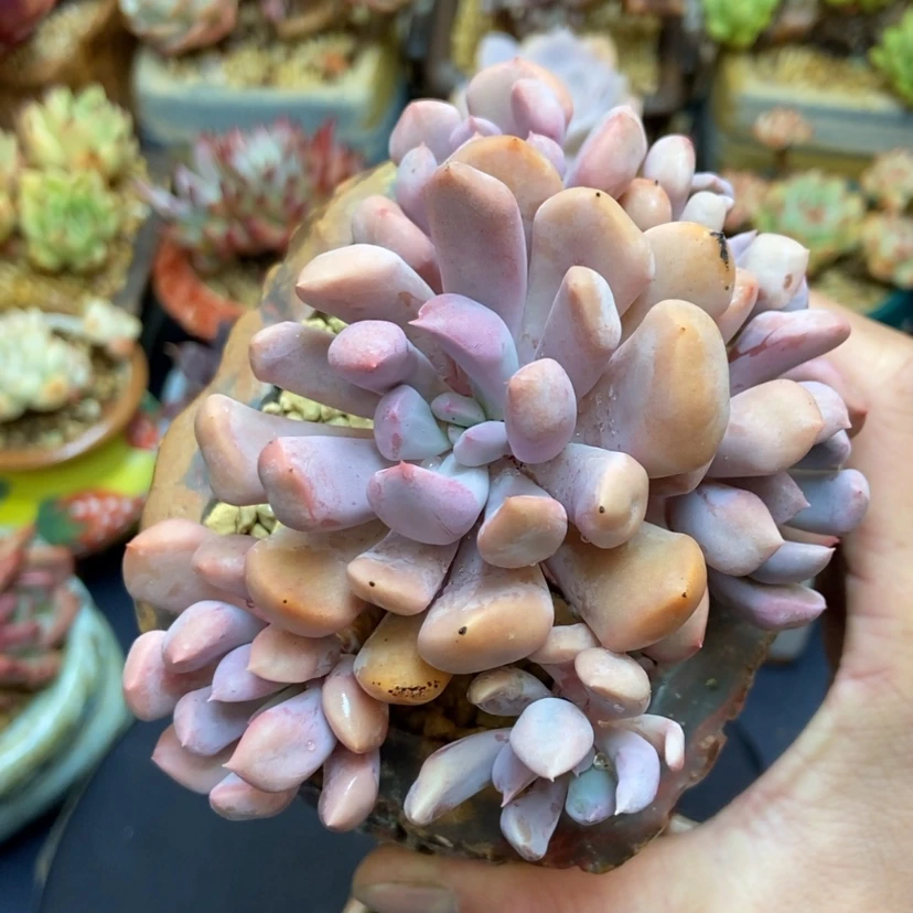 【闪购商品】丘比特