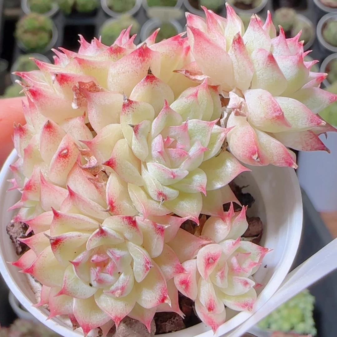 花语逸镜1102-42女王