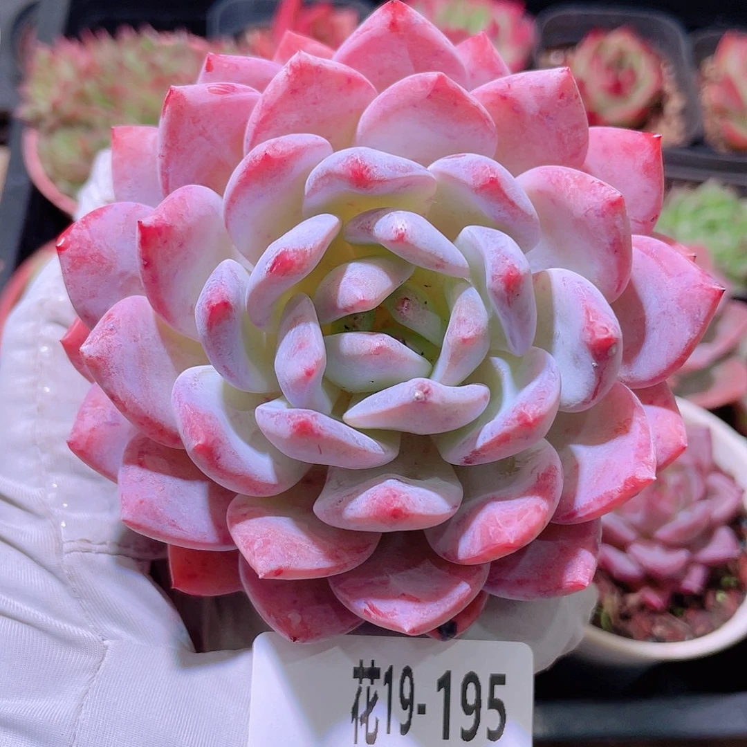 花利美19-195橙梦露