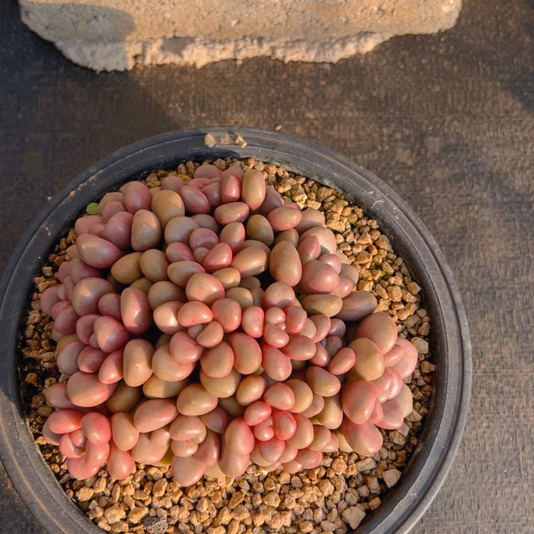 小飞翔寄养的1-20