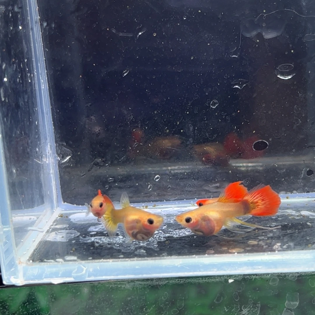 孔雀鱼深海蓝11111