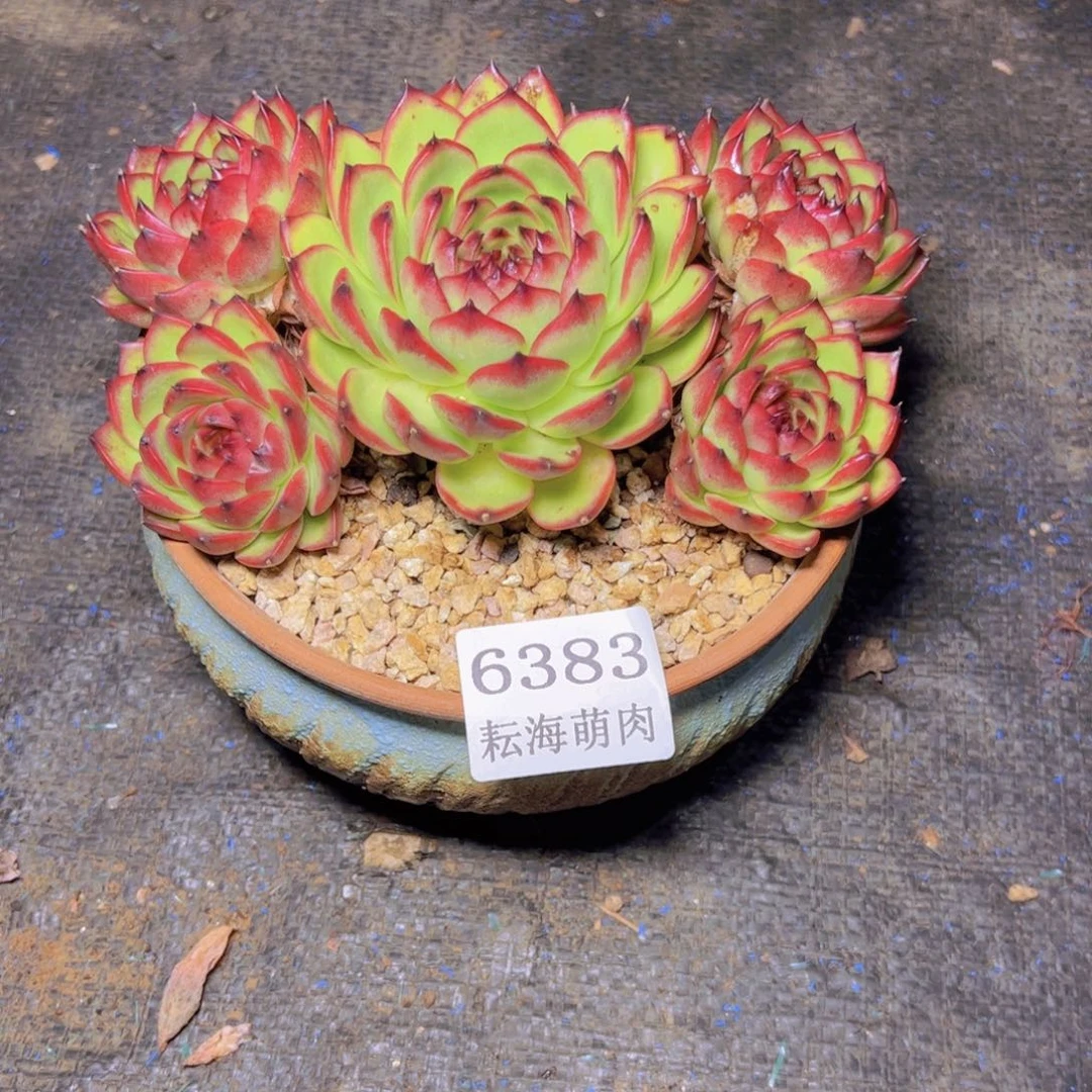 1***6月亮石6383多肉植物
