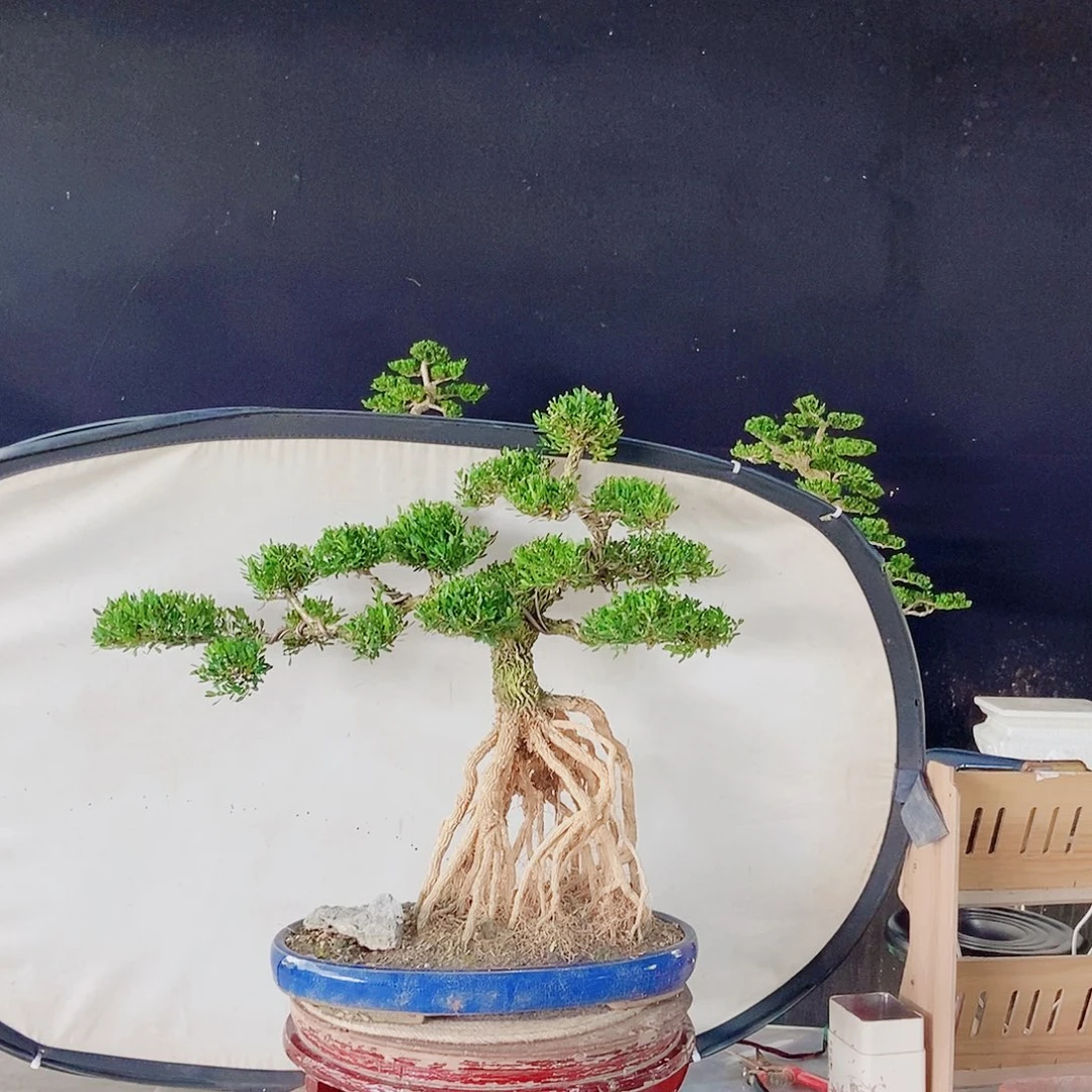 无花朵广东小叶黄杨