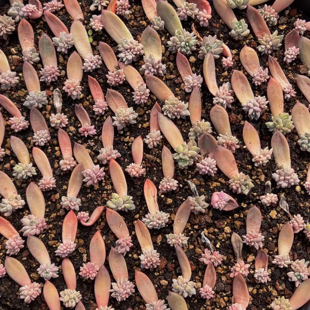 10颗美人系列多肉植物