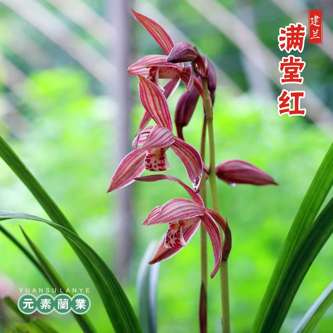 建兰【满堂红】八大红花好种易活勤开花自然种植基地直发
