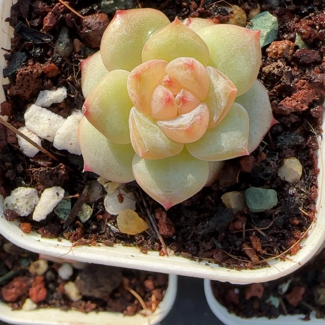 小卡拉米糖心一物一拍