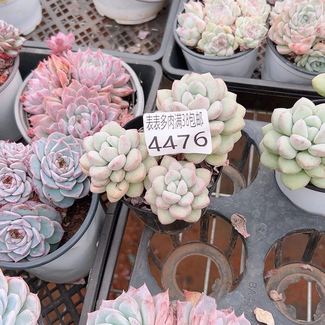 云****无花朵多肉一物一拍植物4476