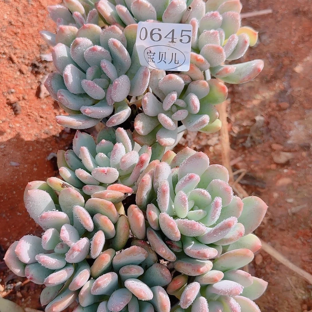 你***氏0645号包邮的时候我就在