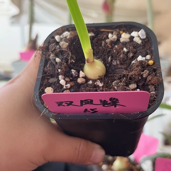 无花朵双凤蝶直径1.5  只寄养