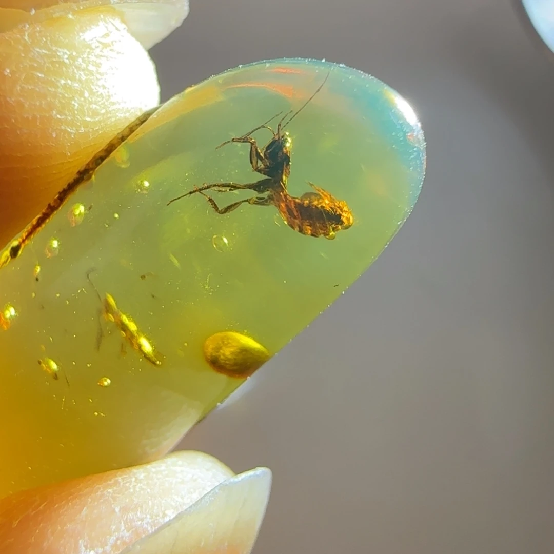 琥珀裸石未镶嵌蜚蠊