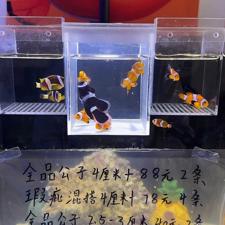 海水鱼公子礼服两条，奥黑礼服一条