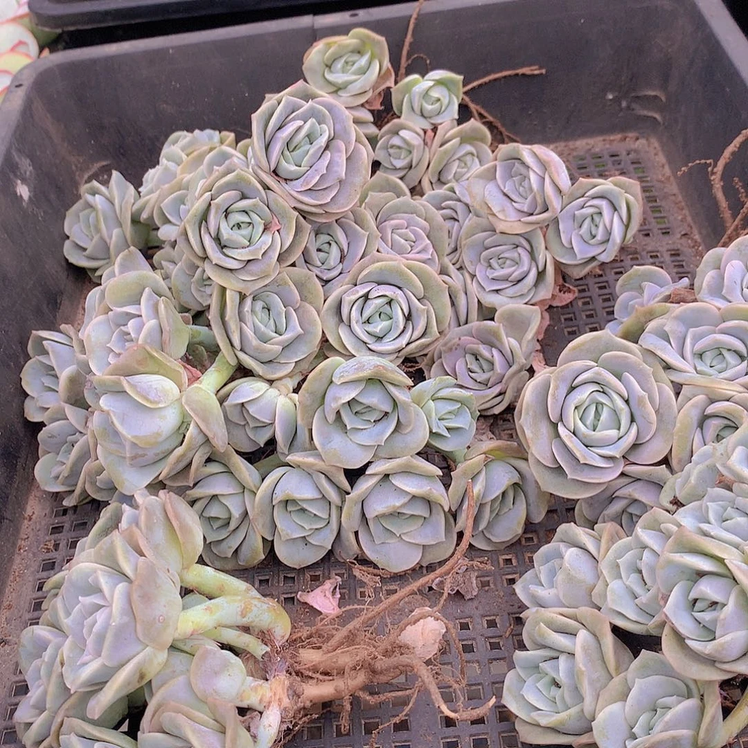 可爱玫瑰群3456788999999