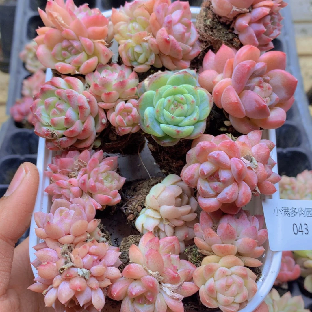 我要去看你了啊我的043