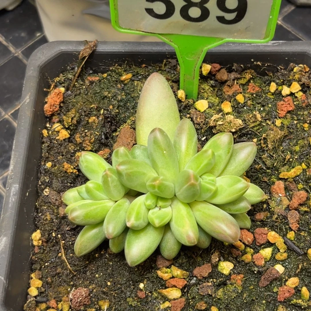 多肉植物摩登女郎589