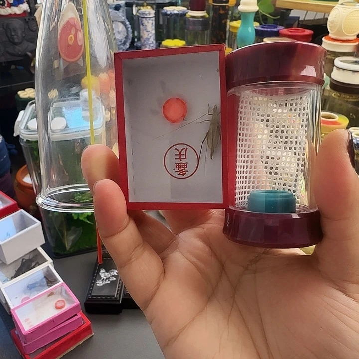 紫色掌中宝➕柬竹啊啊啊