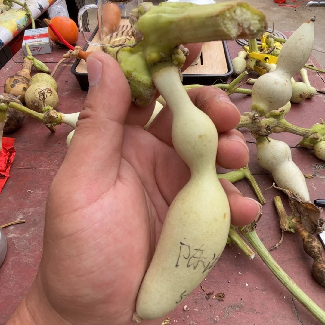 陈***學文玩葫芦吊坠项链