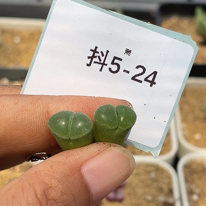 水***冻5-24肉锥多肉植物