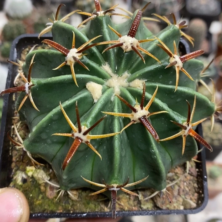 实生王凌波特价包邮