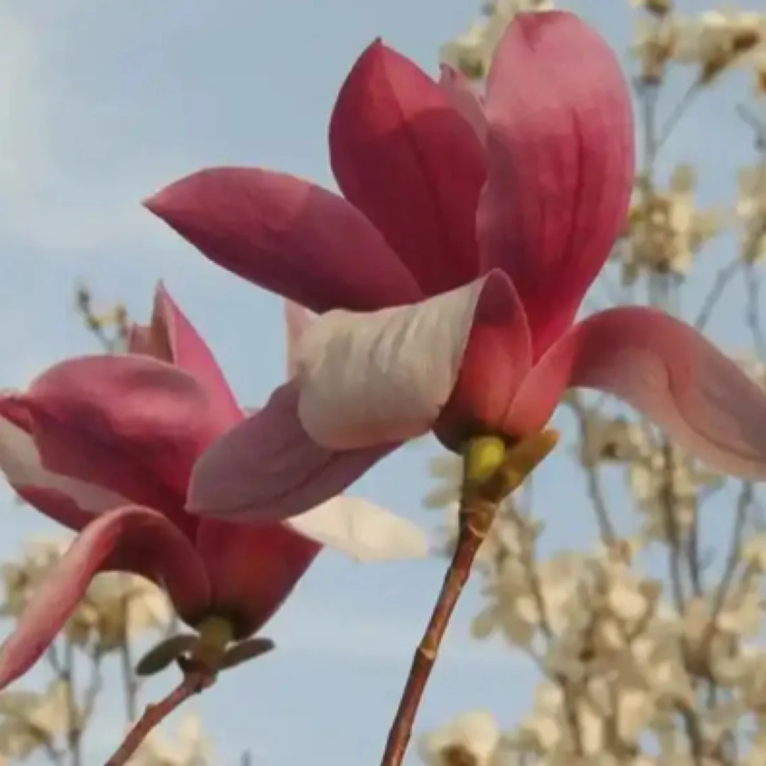 精品玉兰南北方种植盆栽地栽耐寒耐旱